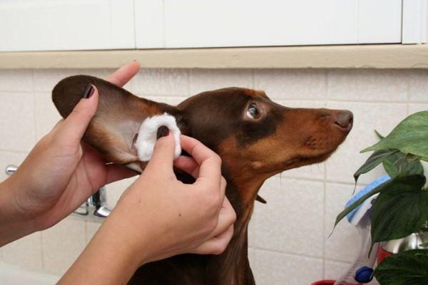 cómo limpiar las orejas de un perro