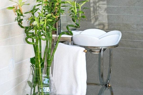 plantas que se pueden tener en el baño