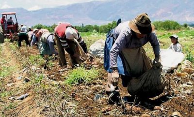 Afiliación al Seguro Social campesino