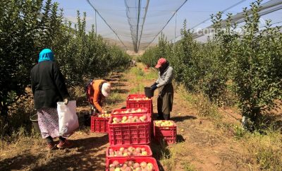 Trabajadores ecuatorianos participando en programa agrícola temporal en Estados Unidos